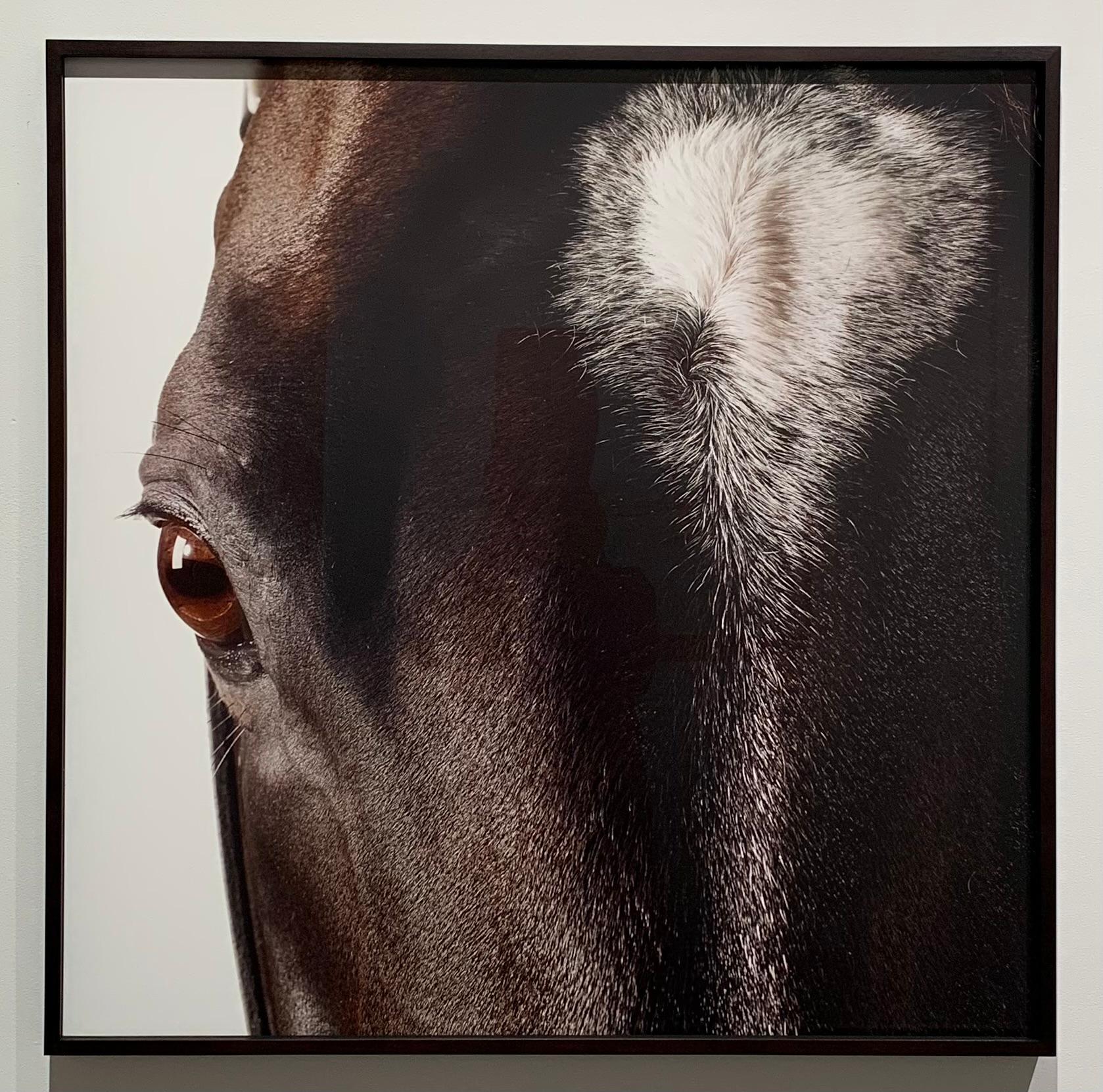 Studio Portrait: Medaglia d’Oro, Horse head and eye - Stallion Portrait - Print by John Reardon