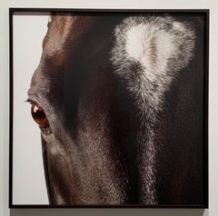 Medaglia d’Oro, Stallion Portrait, Mounted, Framed with antireflective art glass