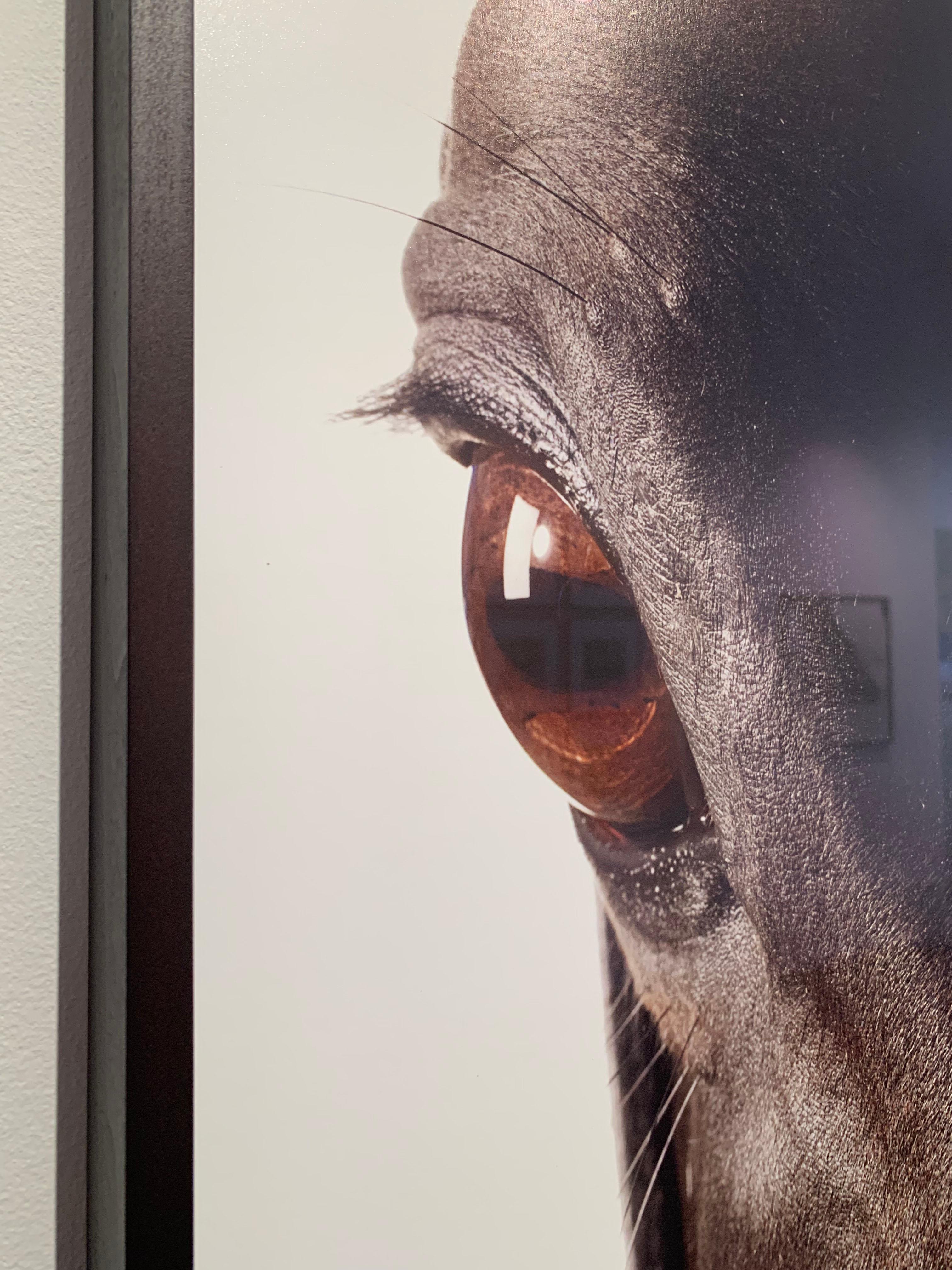 Retrato de Estudio: Medaglia d'Oro, Cabeza y ojo de caballo - Retrato de semental - Print Contemporáneo de John Reardon