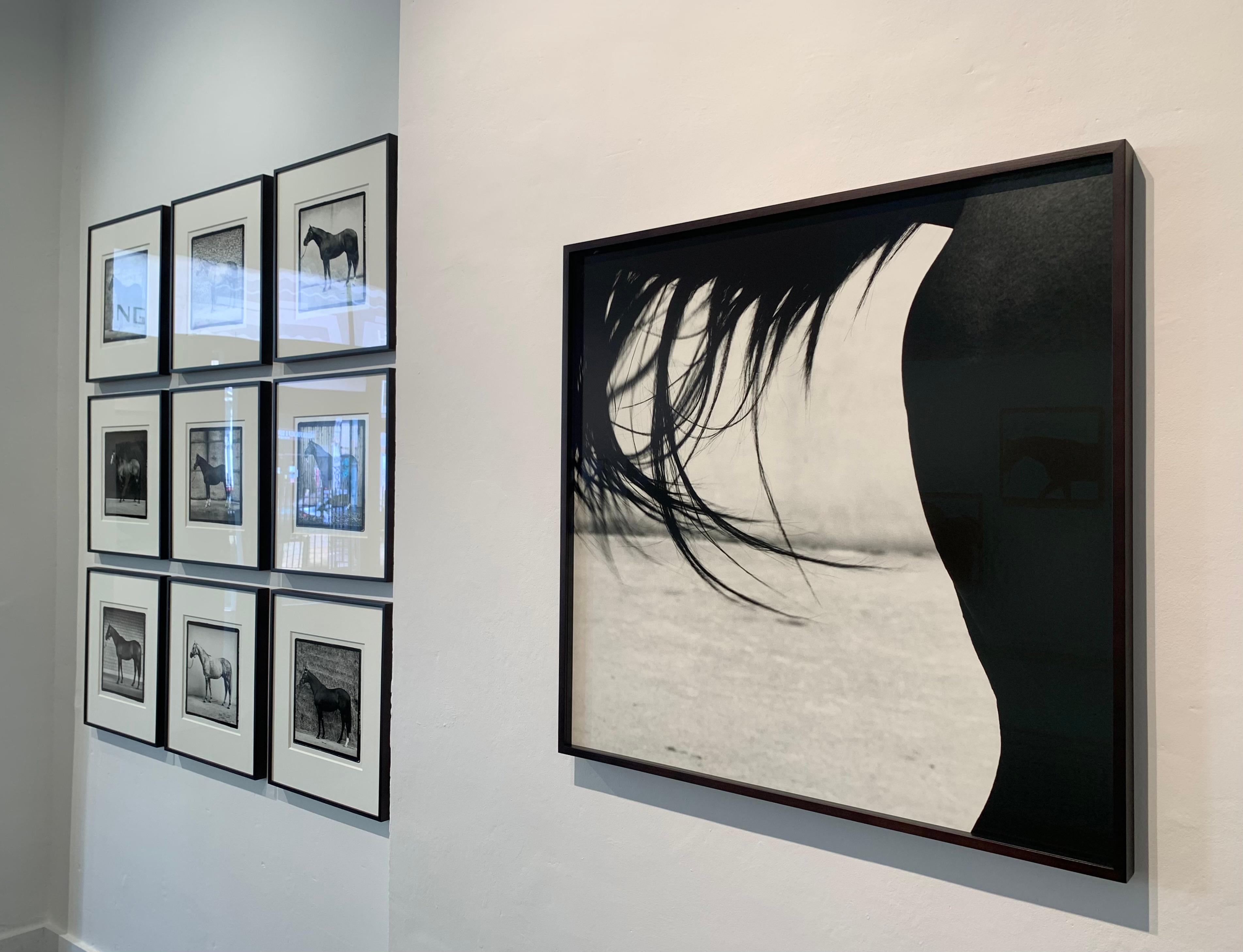 Xaar, ‘Tail', 2001 by John Reardon
Edition of 7 (2/7)
Silver Gelatin Print, Mounted on Aluminium, Custom framed, UV protective Museum AR Glass

This piece was part of (after) Whistlejacket - Contemporary Equine Photographs exhibition at MMX Gallery