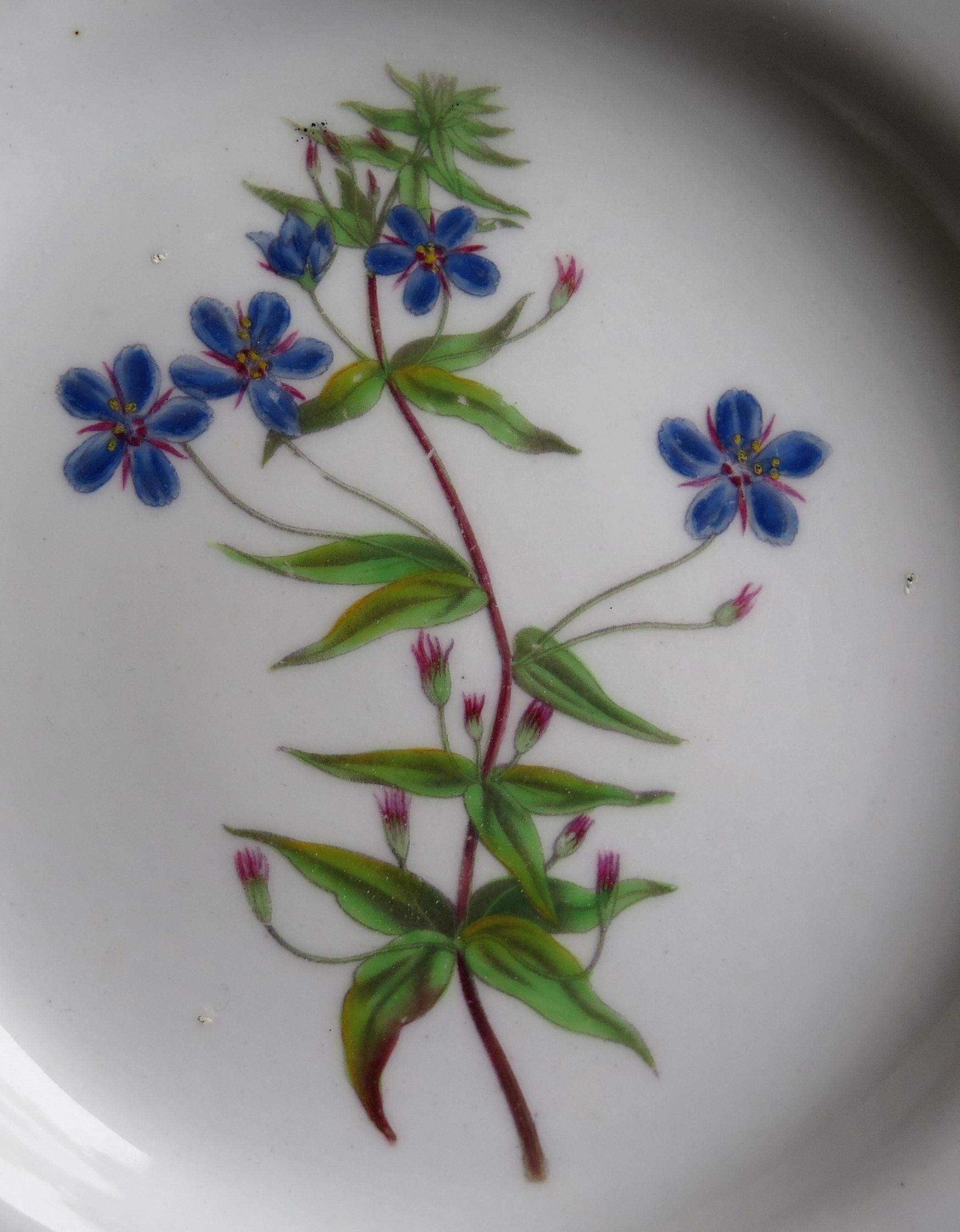 Piatto georgiano John Ridgways Porcelain dipinto a mano, botanico, Circa 1820 in vendita 2