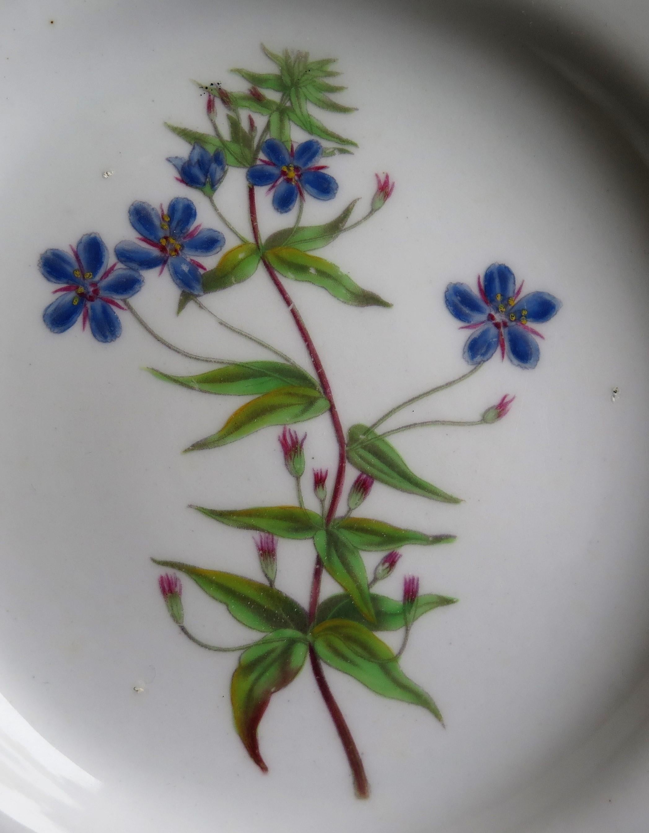 Georgian John Ridgway Plate Porcelain Hand Painted botanical, Circa 1820 For Sale 4