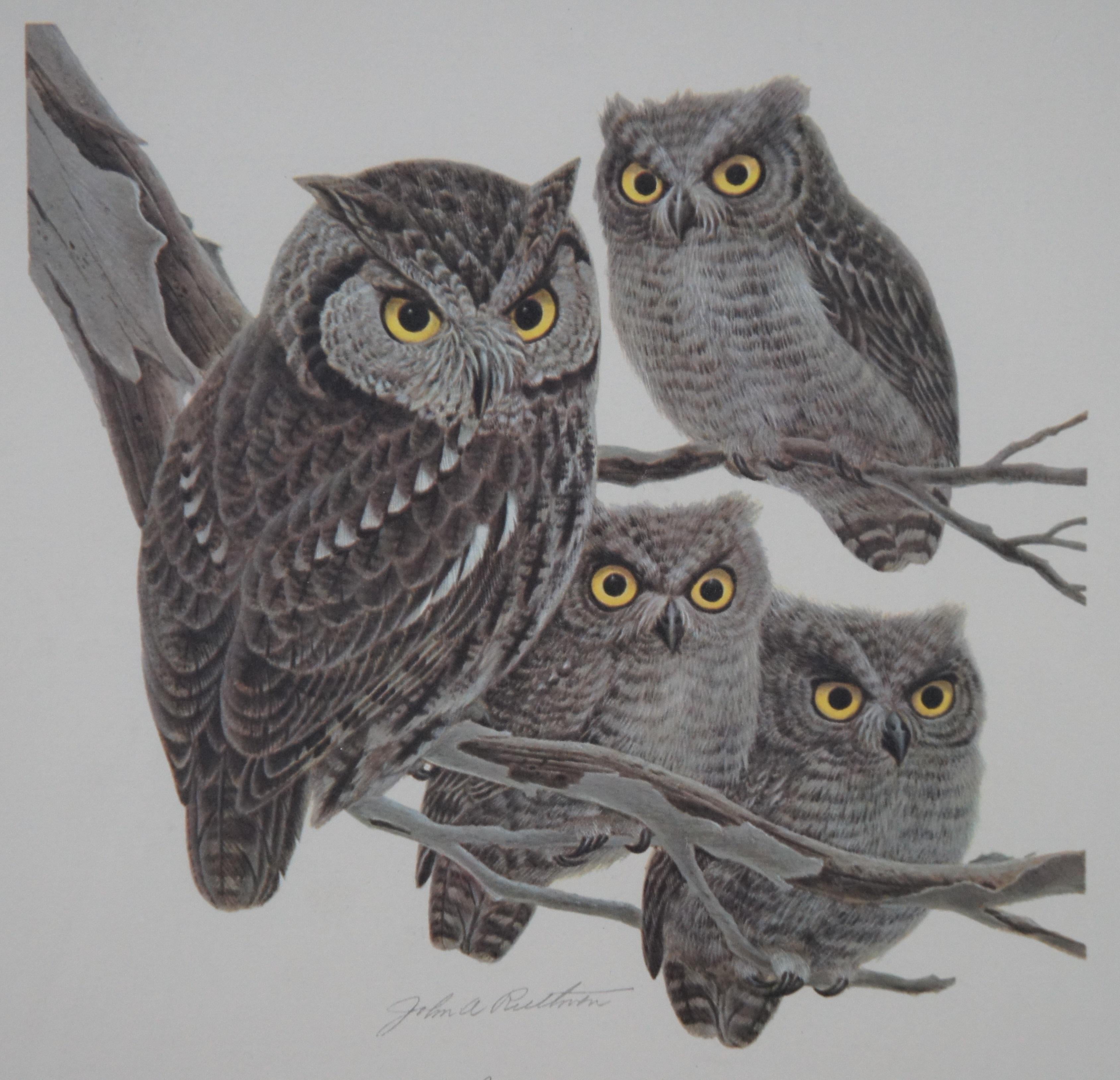 John Ruthven Homestead Series Screech Owl Bird Signed Lithograph Print 16