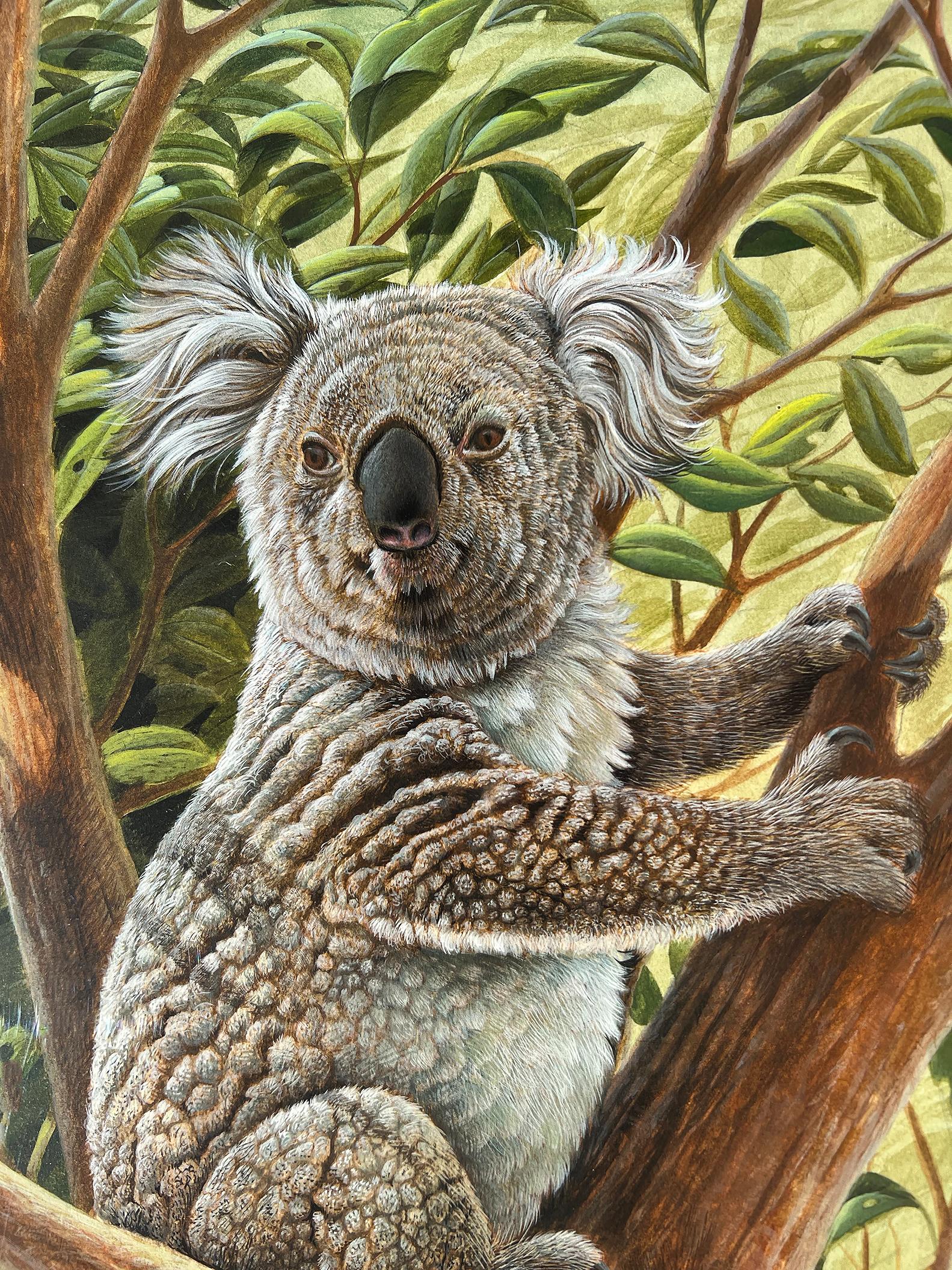 Niedlicher Koala-Bär Australien,  Fotorealismus  (Braun), Animal Art, von John Ruthven