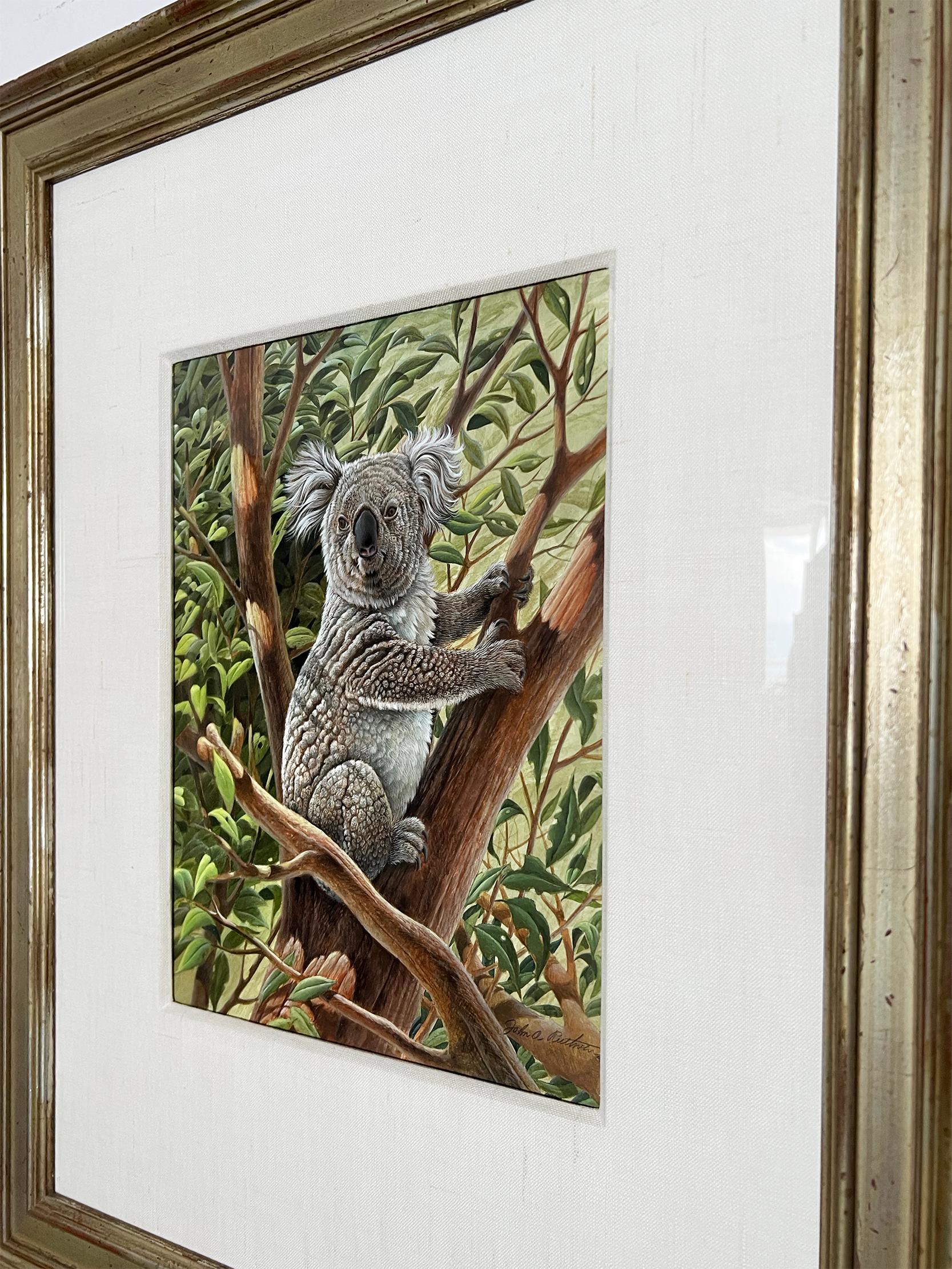 Cute Koala Bear Australia,  Photorealism  - Brown Animal Art by John Ruthven