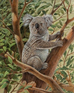 Vintage Cute Koala Bear Australia,  Photorealism 