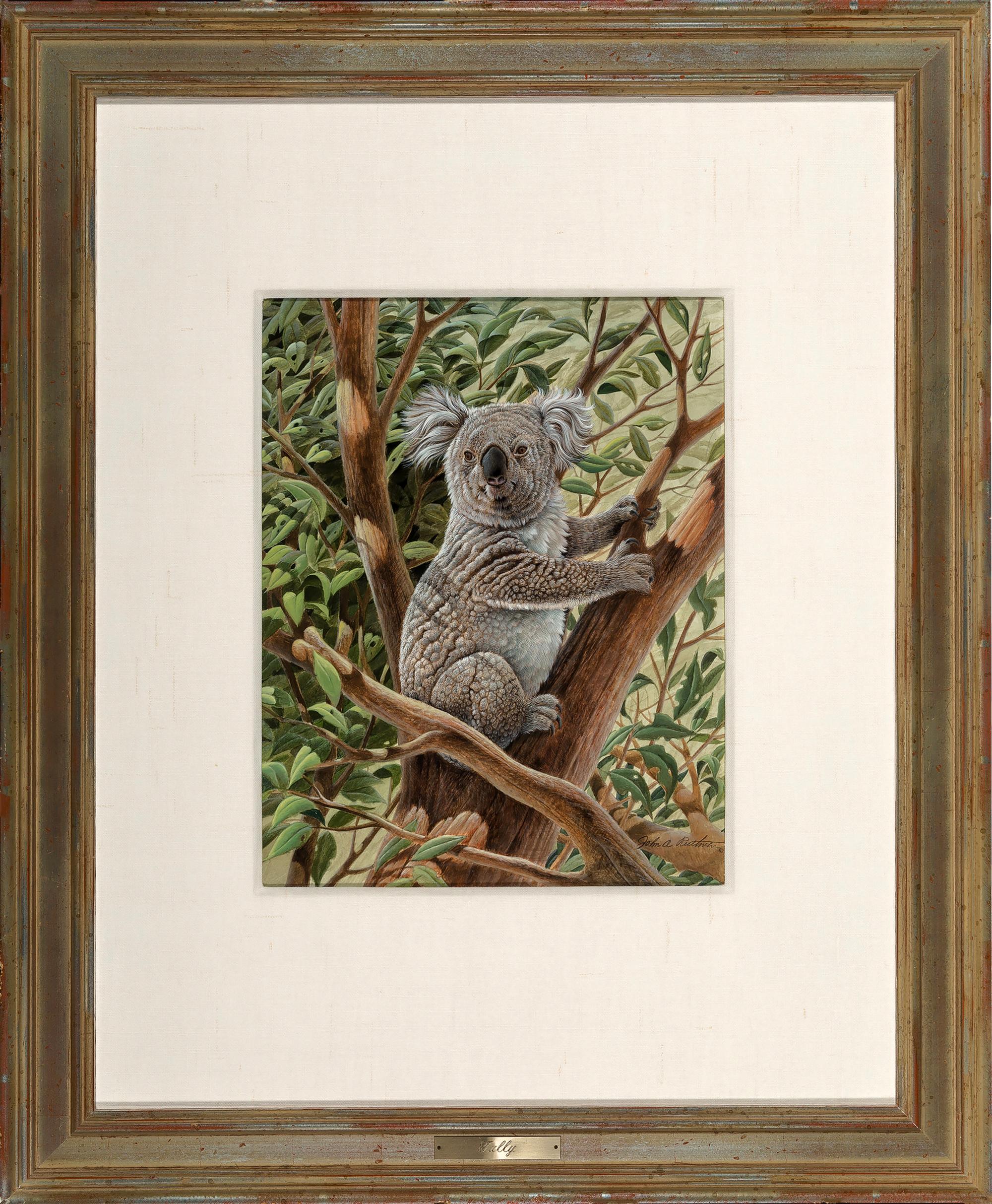 Bonito Oso Koala Australia,  Fotorrealismo - Art de John Ruthven