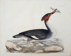 Gooseander, weiblich