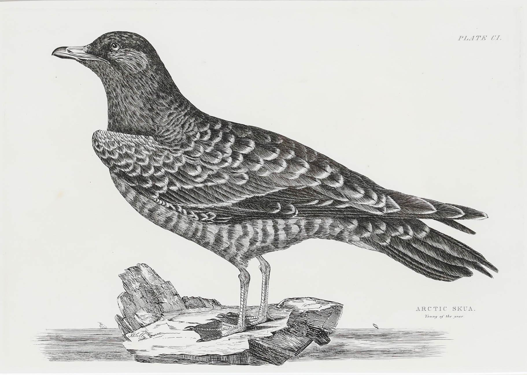 Prideaux John Selbys (1788-1867) - Gravure du début du 20e siècle, Labbe arctique en vente 1