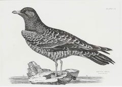 Prideaux John Selby (1788-1867) - Kupferstich aus dem frühen 20. Jahrhundert, Schmarotzerraubmöwe