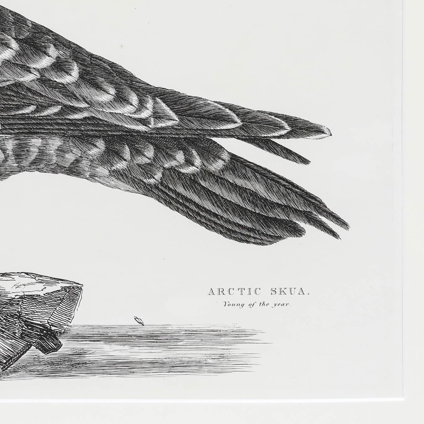 Prideaux John Selbys (1788-1867) - Gravure du début du 20e siècle, Labbe arctique en vente 3