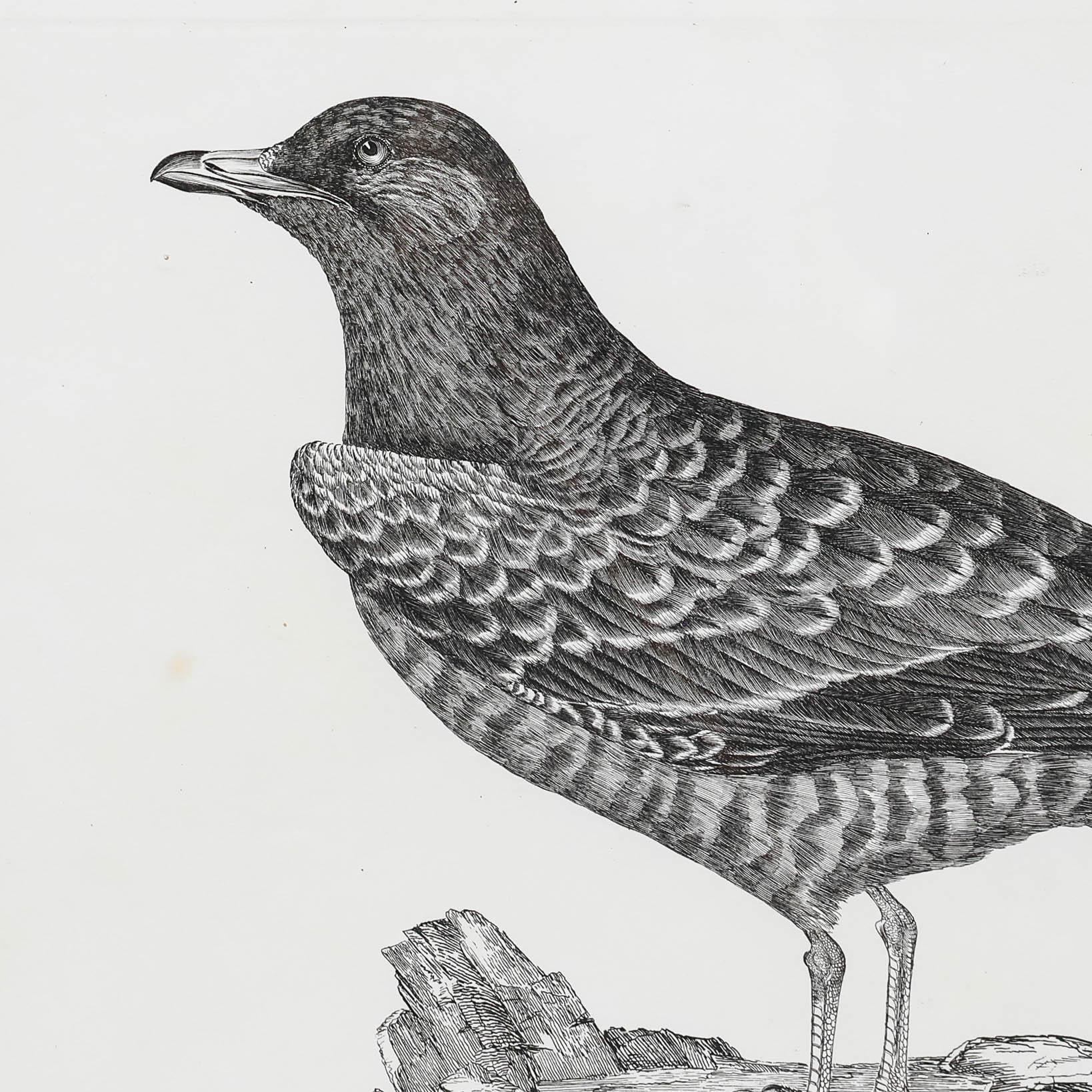 Prideaux John Selbys (1788-1867) - Gravure du début du 20e siècle, Labbe arctique en vente 4