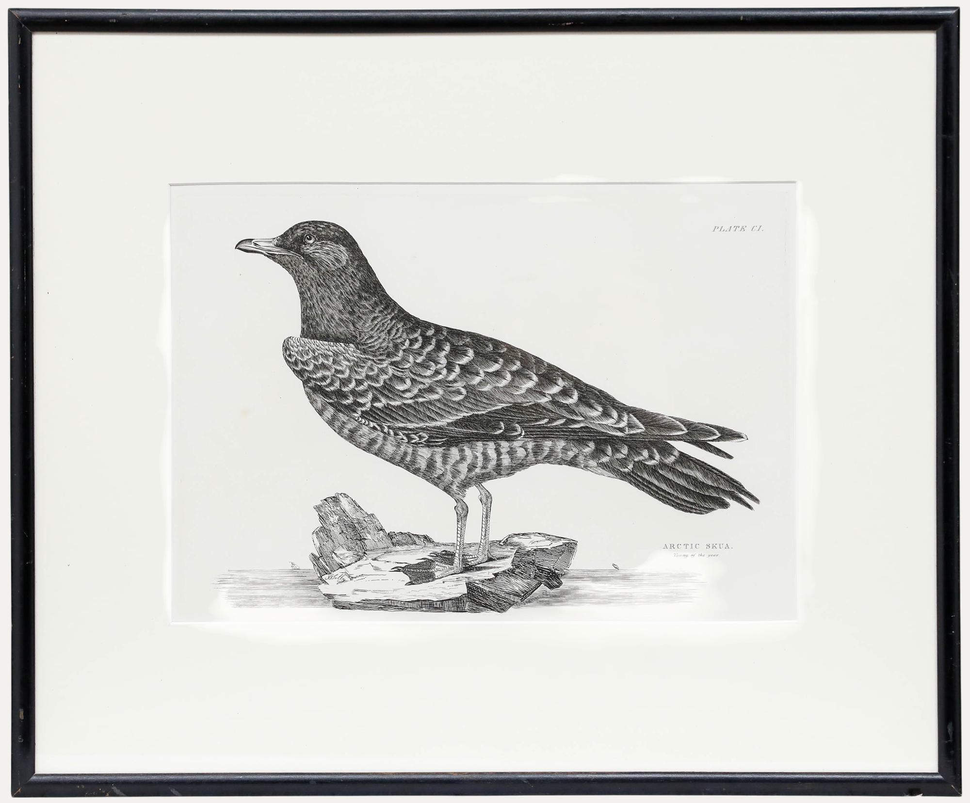 Une délicieuse étude ornithologique de l
artiste Prideaux John Selby (1788-1867). Cette œuvre d
art est une réédition du début du 20e siècle d
une gravure du milieu du 19e siècle. Signé dans la plaque en bas à gauche. Présenté de manière élégante