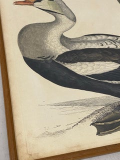 Prideaux John Selby „King Eider“ „King Eider“, männlich und weiblich  Radierung um 1830