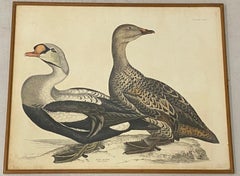 Antique Prideaux John Selby "King Eider" "King Eider, Male & Female"  Etching c.1830