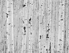 Aspen, Quiet Light (Near Aspen Colorado)