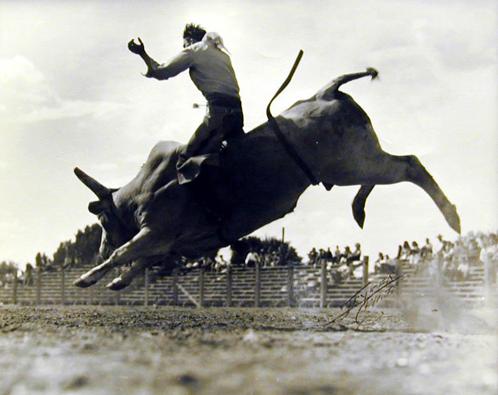 Wart Boaman divin' fer land on Montana Red & Easy Pickens, Bull Riding - Photograph by John Stryker