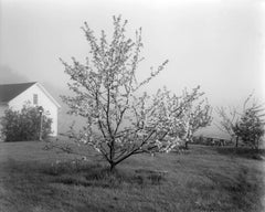 Vintage Young Stayman Winesap in Bloom