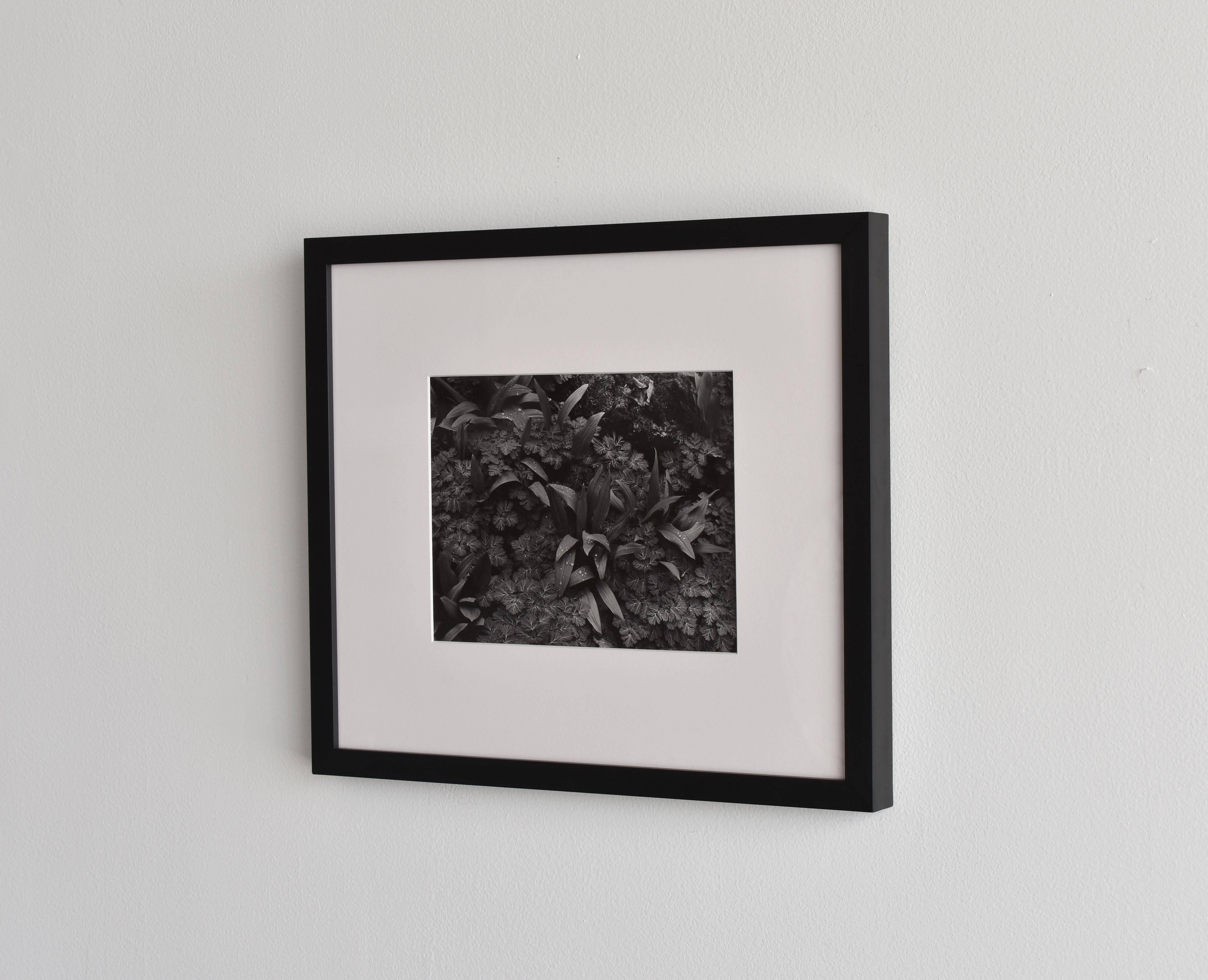 Ein früher Original-Silbergelatineabzug von John Szarkowski. Schwarz-weißes Landschaftsfoto von Pflanzen / Blättern. 

John Szarkowski gilt als eine der bedeutendsten Persönlichkeiten der Fotografie des 20. Jahrhunderts, die maßgeblich zur