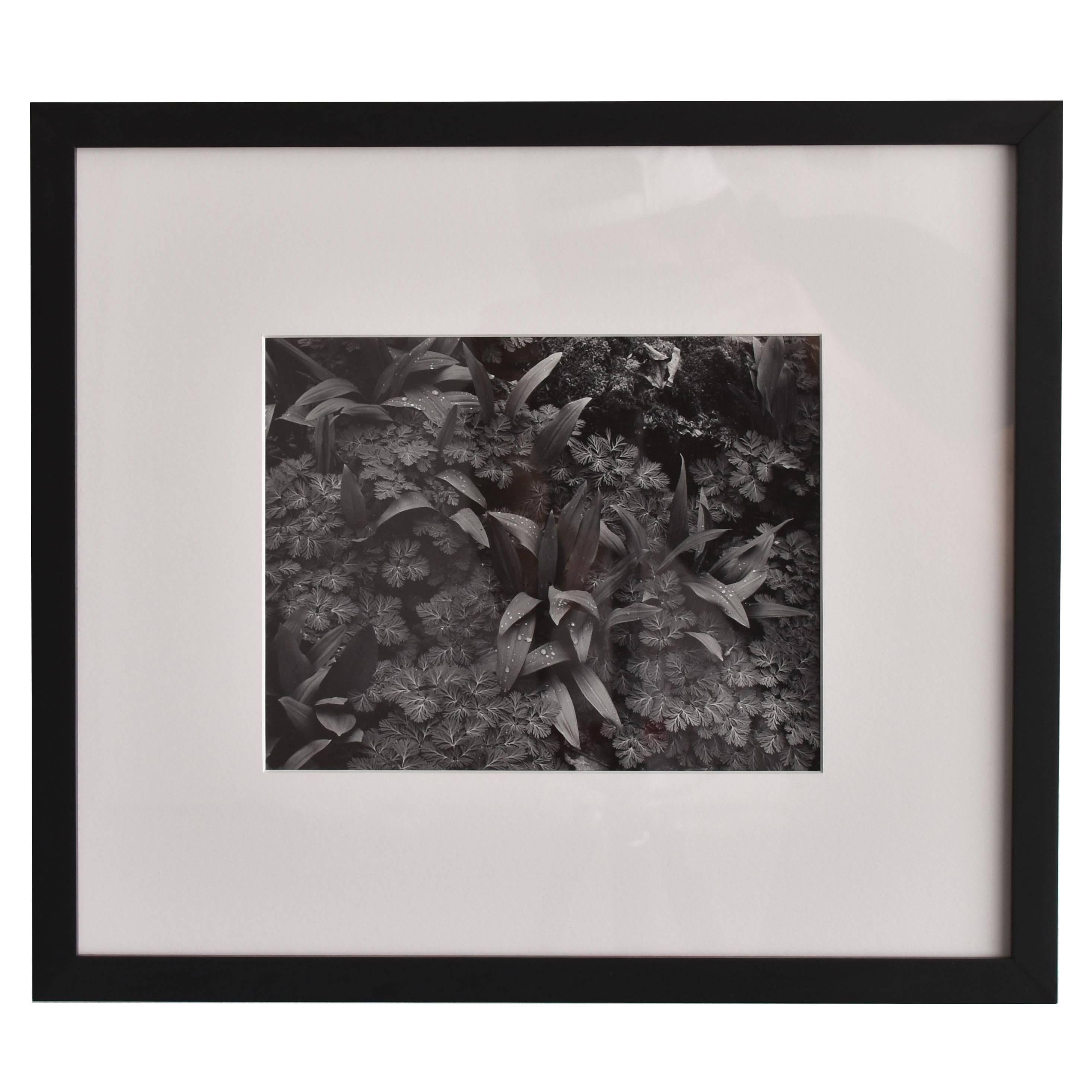 John Szarkowski, Silver Gelatin Print Black and White Photograph Nature, 1952 For Sale