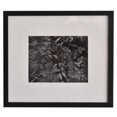 John Szarkowski, photographie en noir et blanc imprimée à la gélatine d'argent, Nature, 1952
