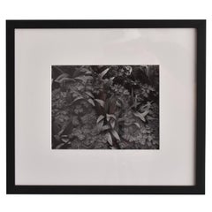 Vintage John Szarkowski, Silver Gelatin Print Black and White Photograph Nature, 1952