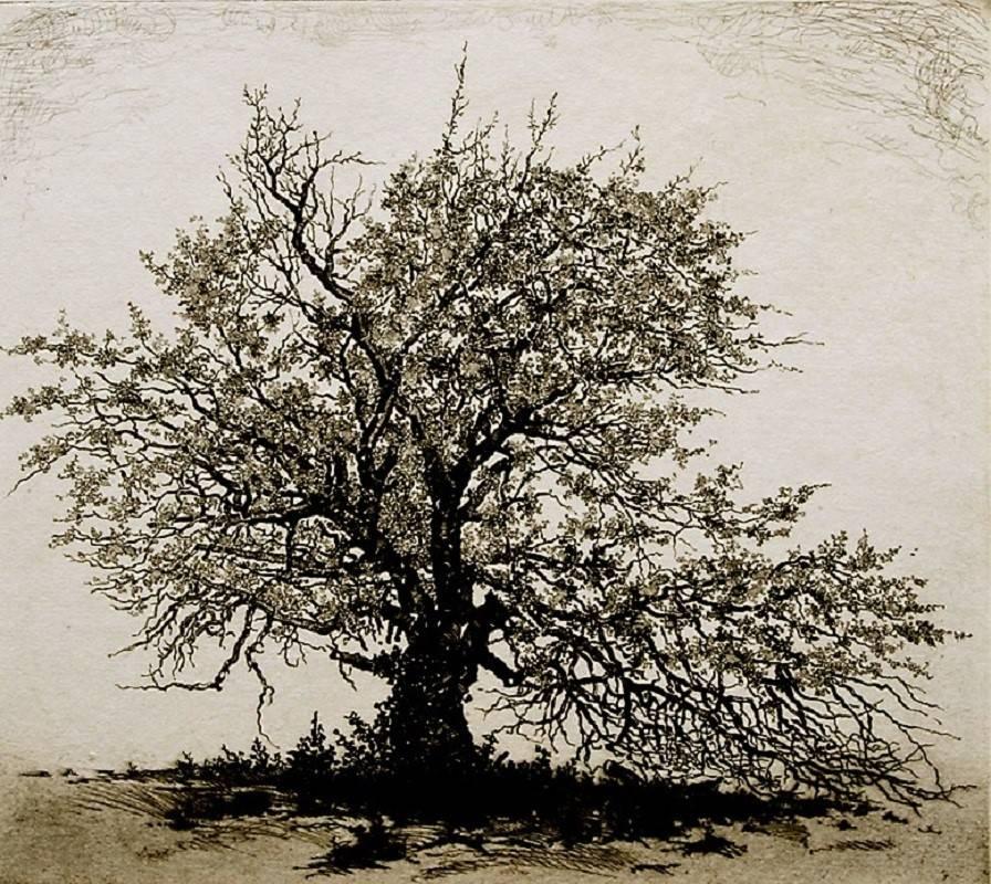 John Taylor Arms Landscape Print - Apple Tree