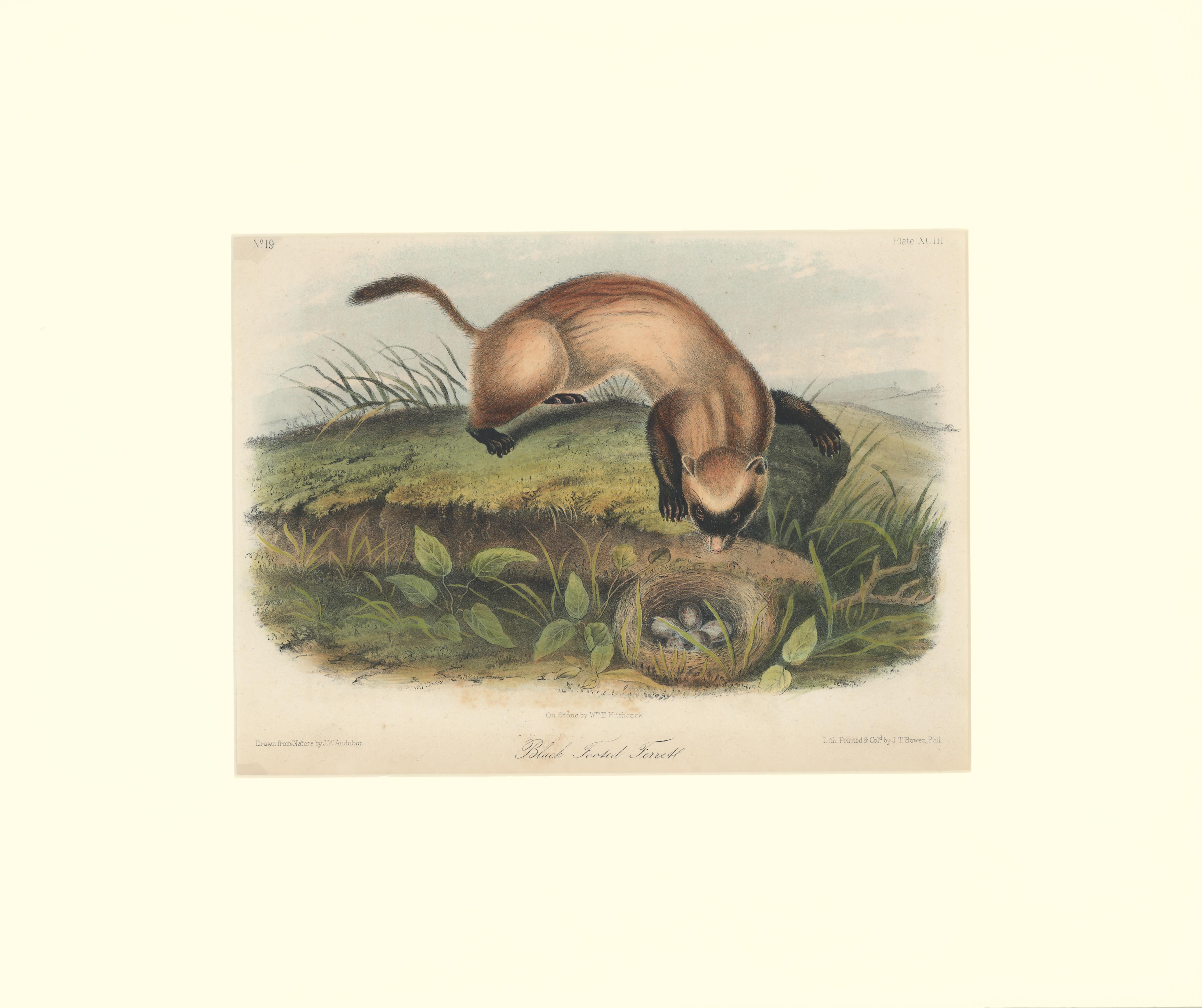 John Woodhouse Audubon Animal Print - Black Footed Ferrett by Audubon