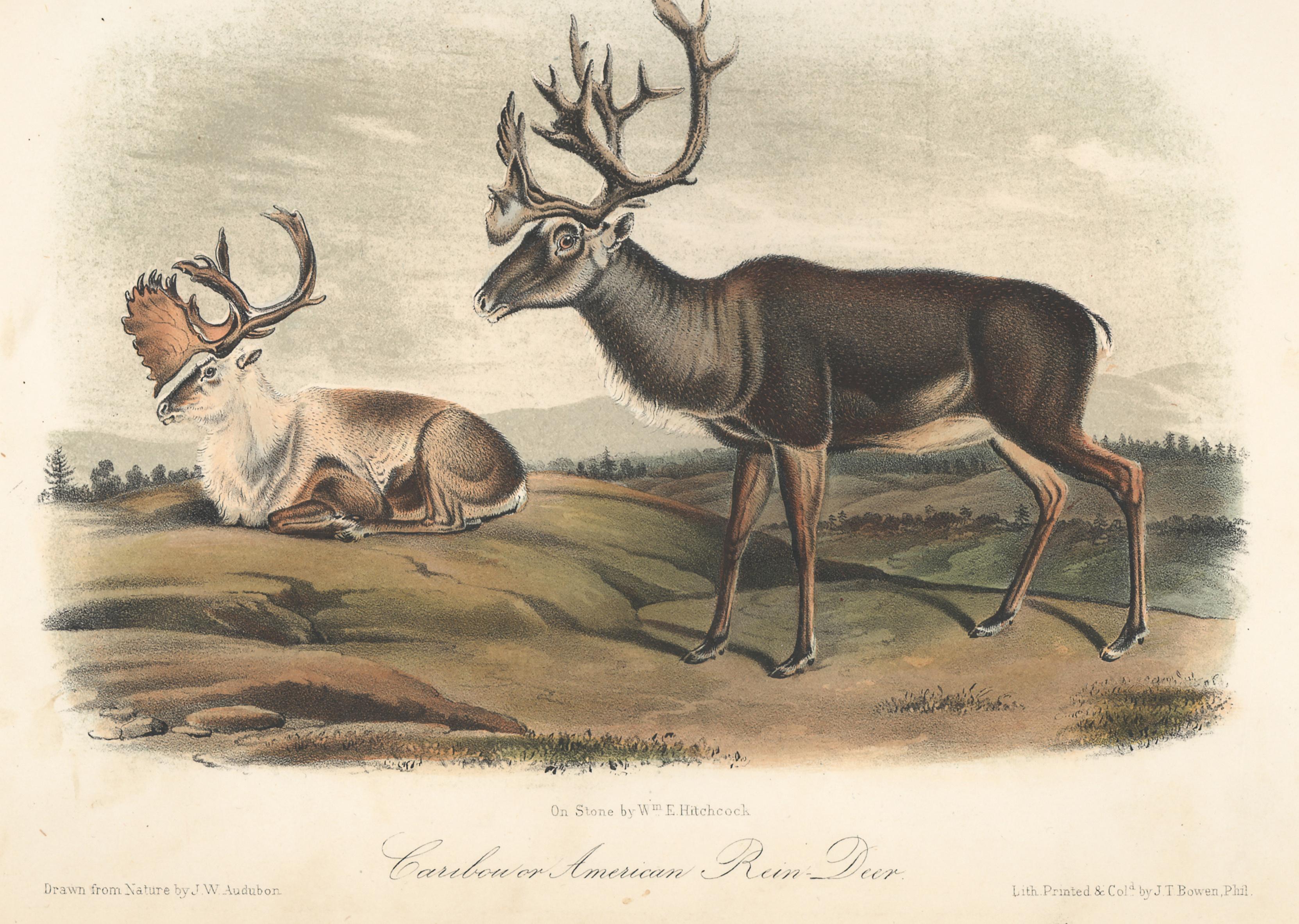Caribou or American Rein Deer by Audubon - Print by John Woodhouse Audubon