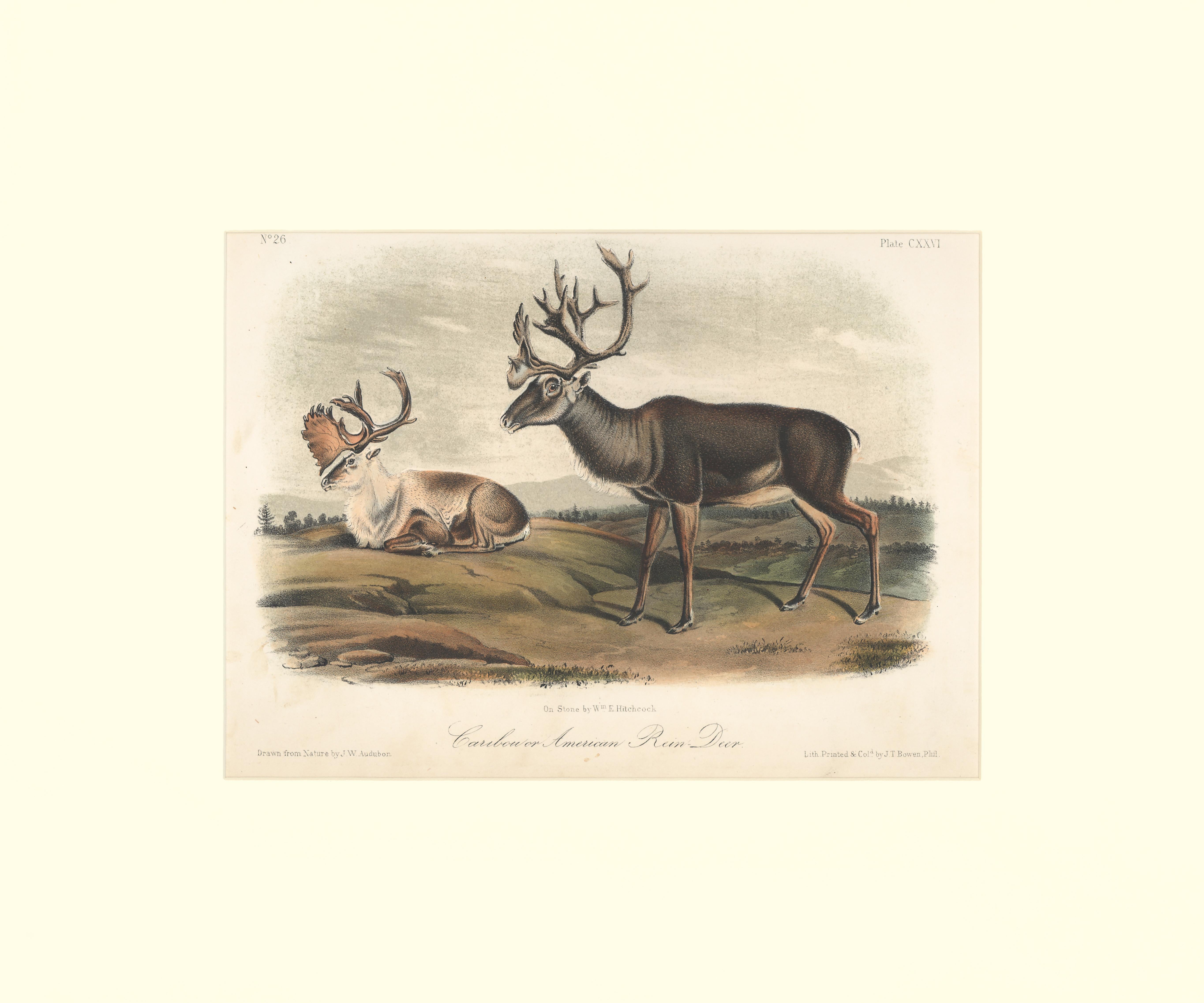 John Woodhouse Audubon Animal Print - Caribou or American Rein Deer by Audubon