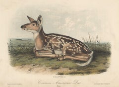 Common American Deer by Audubon