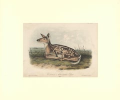 Common American Deer by Audubon 
