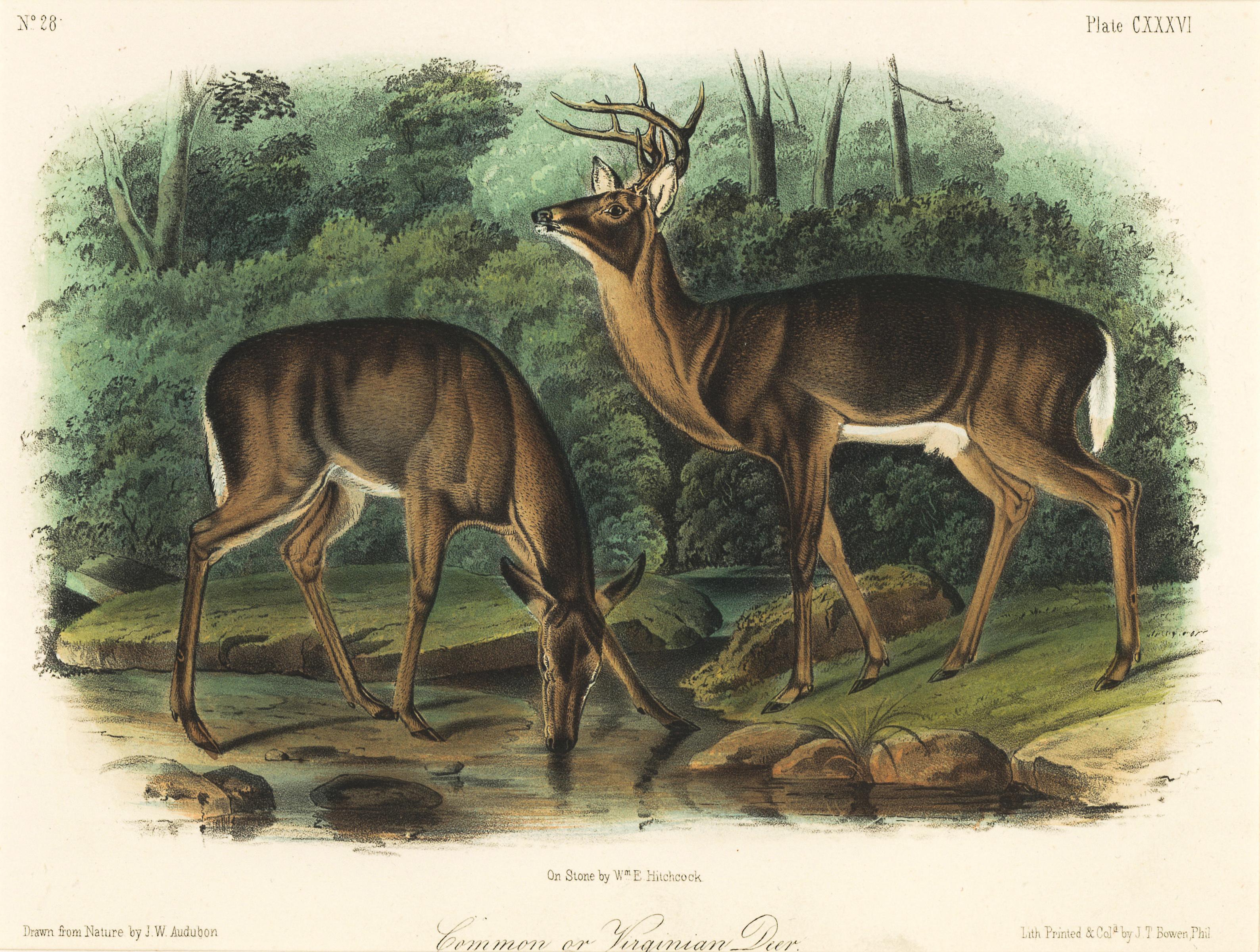 Common or Virginian Deer by Audubon - Print by John Woodhouse Audubon