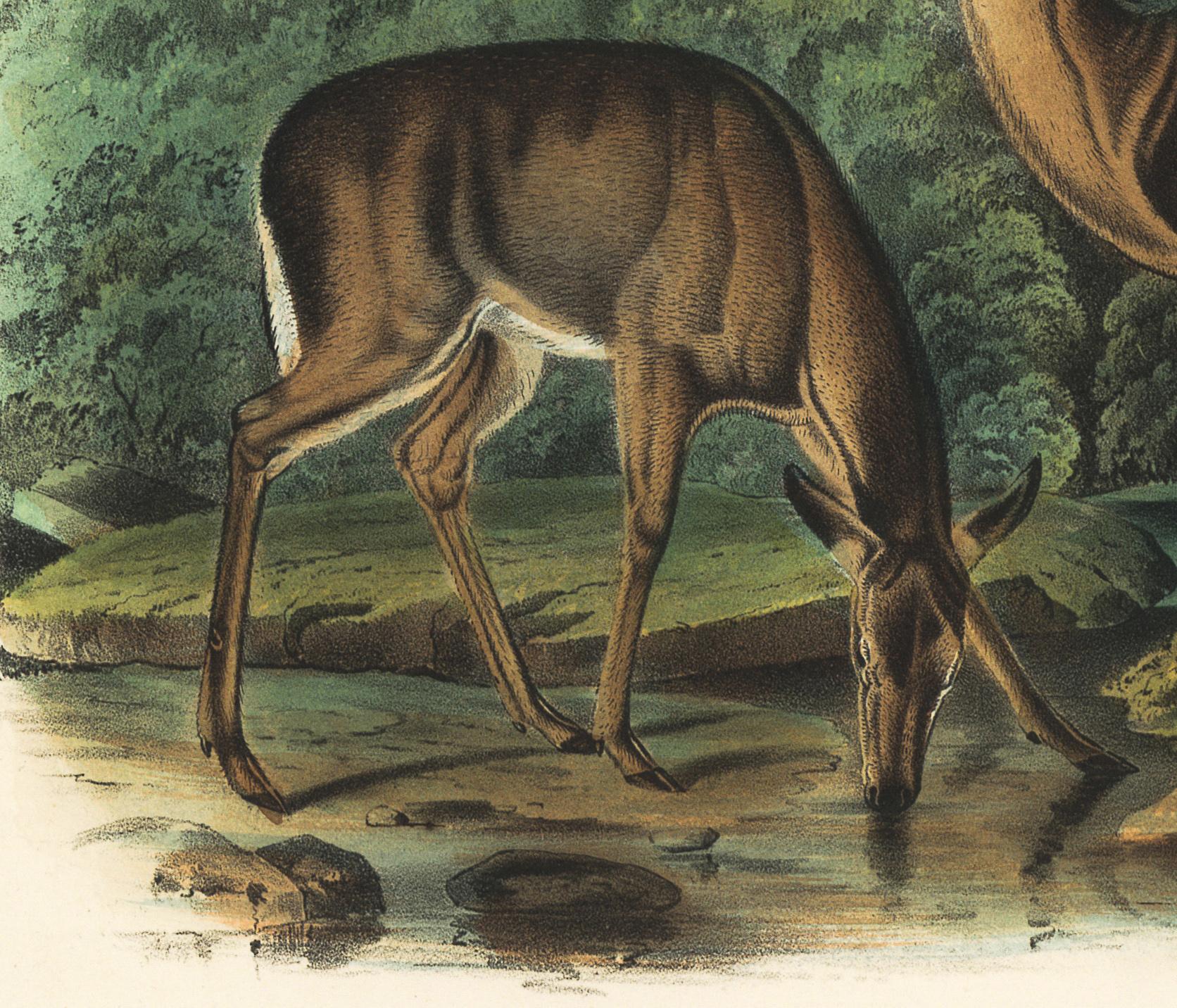 john woodhouse audubon prints