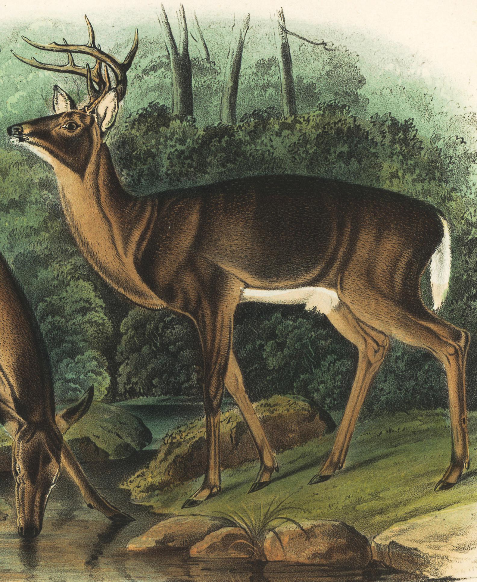 Common or Virginian Deer by Audubon - Realist Print by John Woodhouse Audubon