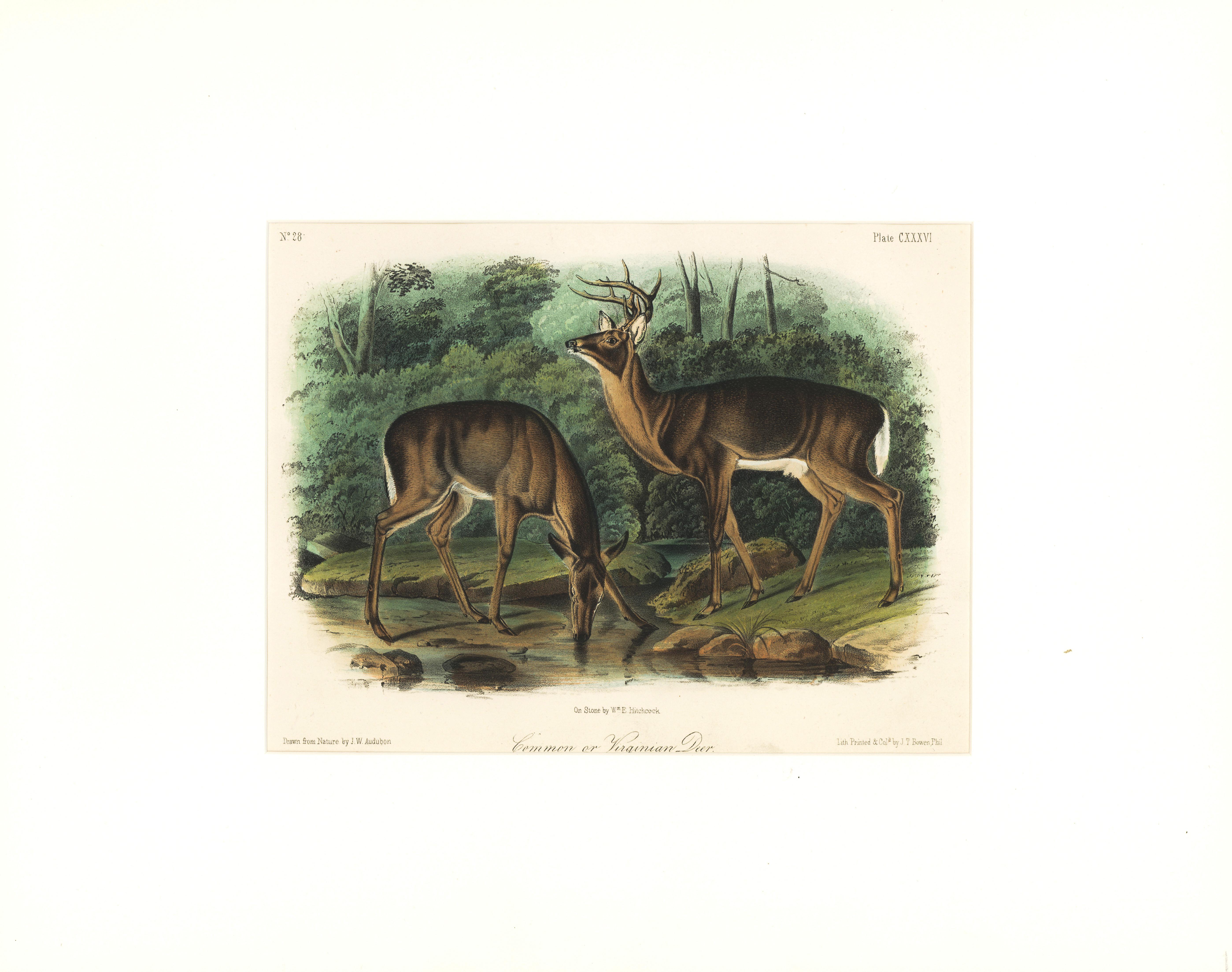 John Woodhouse Audubon Animal Print - Common or Virginian Deer by Audubon