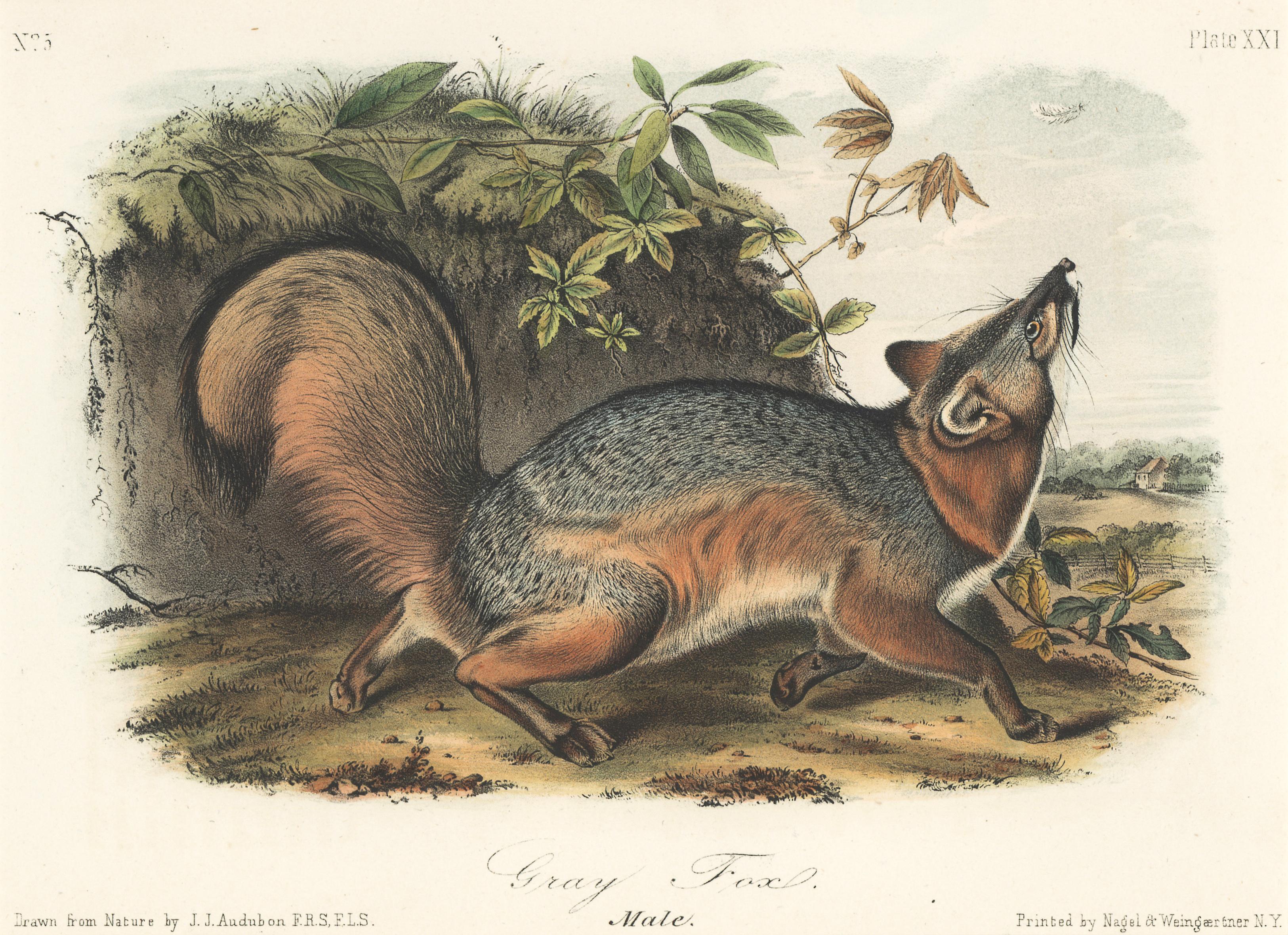 Gray Fox by Audubon - Print by John Woodhouse Audubon