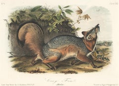 Gray Fox by Audubon