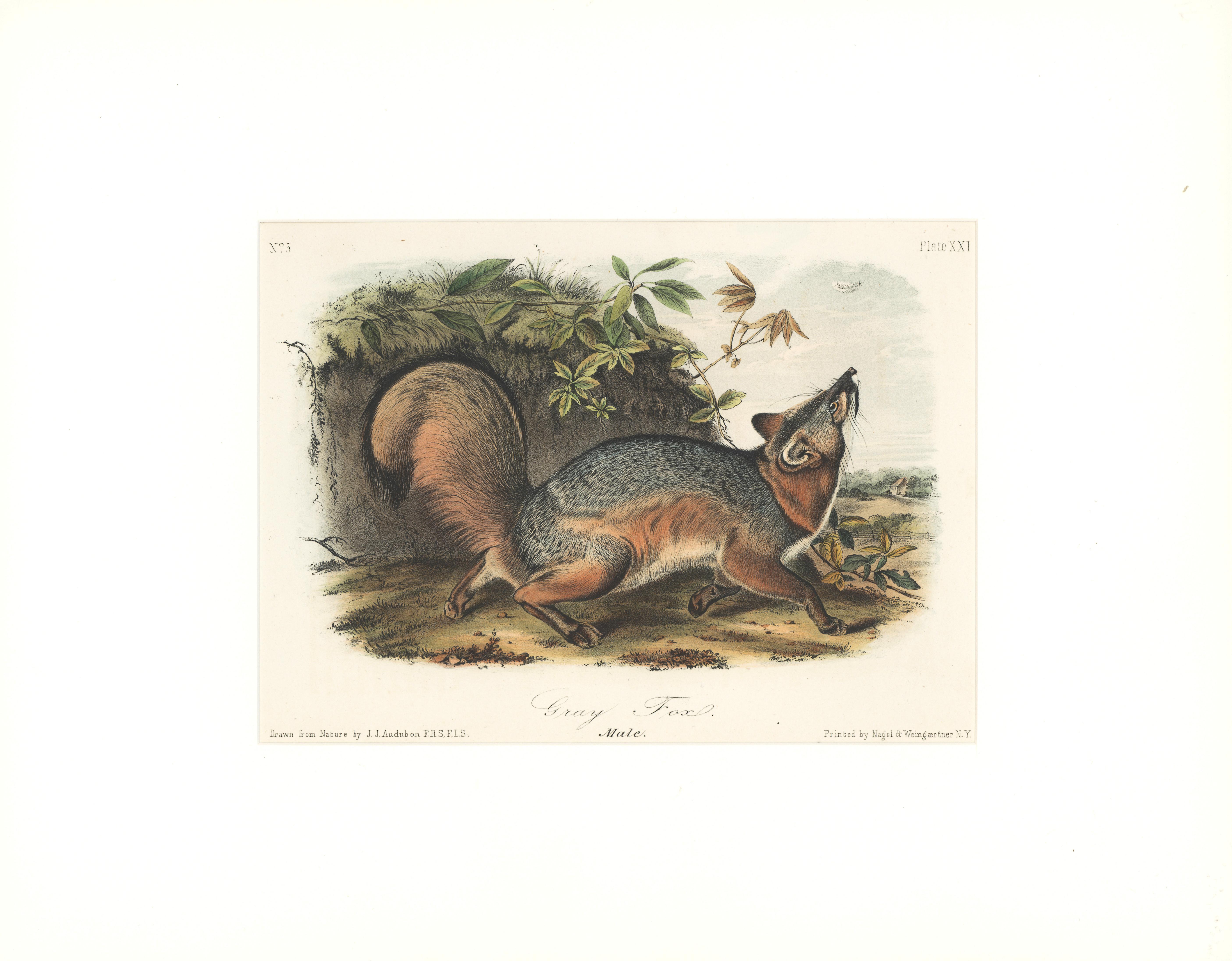 John Woodhouse Audubon Animal Print - Gray Fox by Audubon