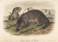 Hoary Marmot The Whistler by Audubon