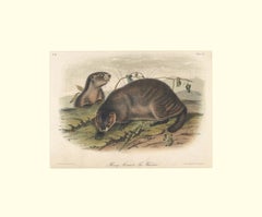 Hoary Marmot The Whistler (Le Whistler) par Audubon