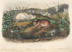 Hudson's Bay Lemming by Audubon