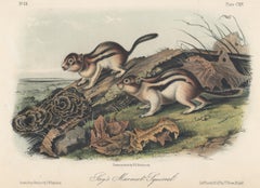 Jay's Marmot Squirrel by Audubon