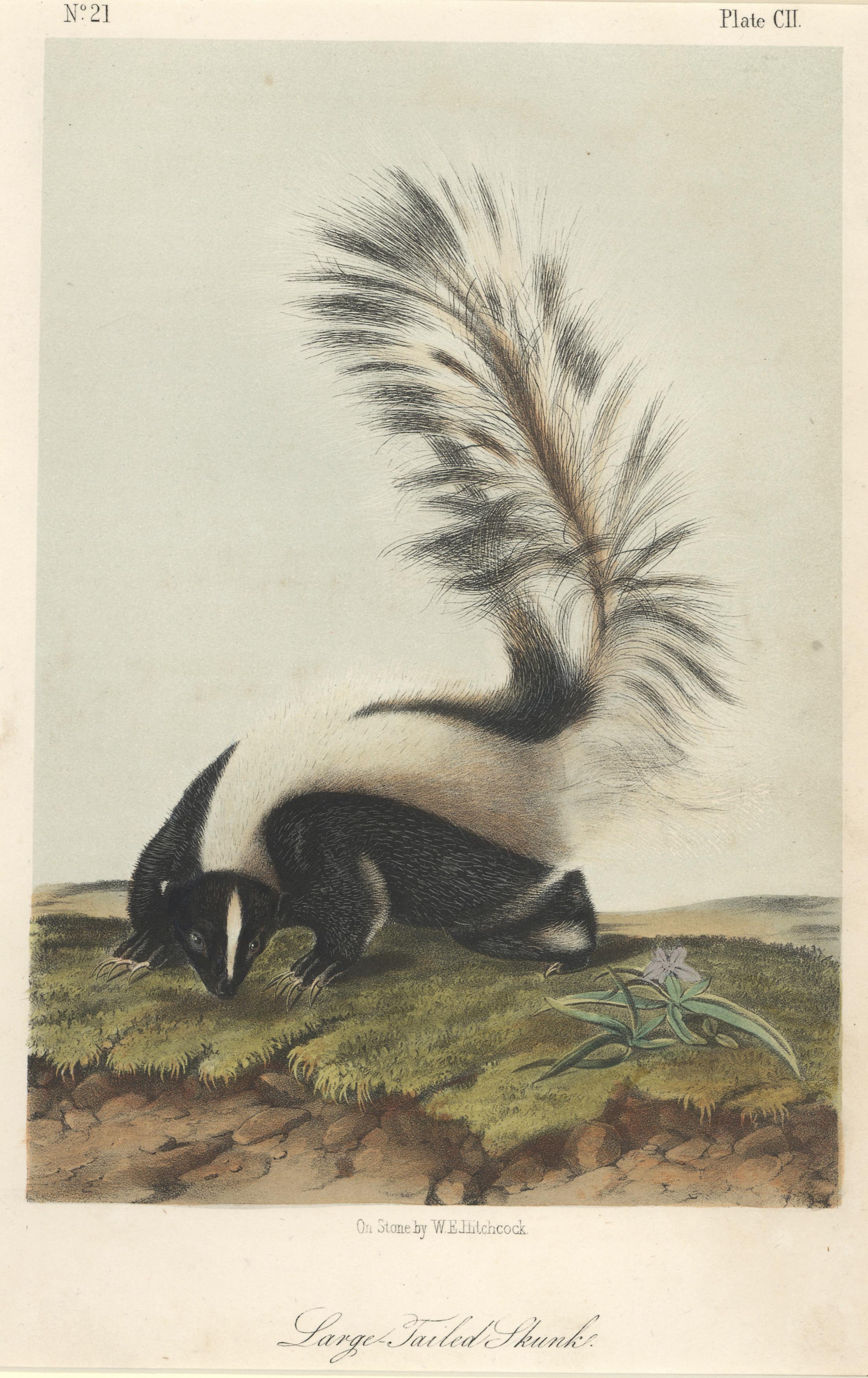 Large Tailed Skunk by Audubon  - Print by John Woodhouse Audubon