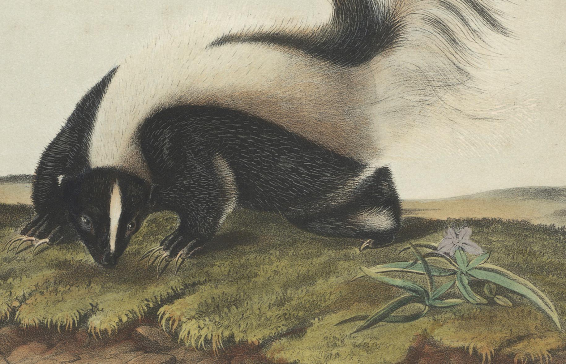 john woodhouse audubon prints