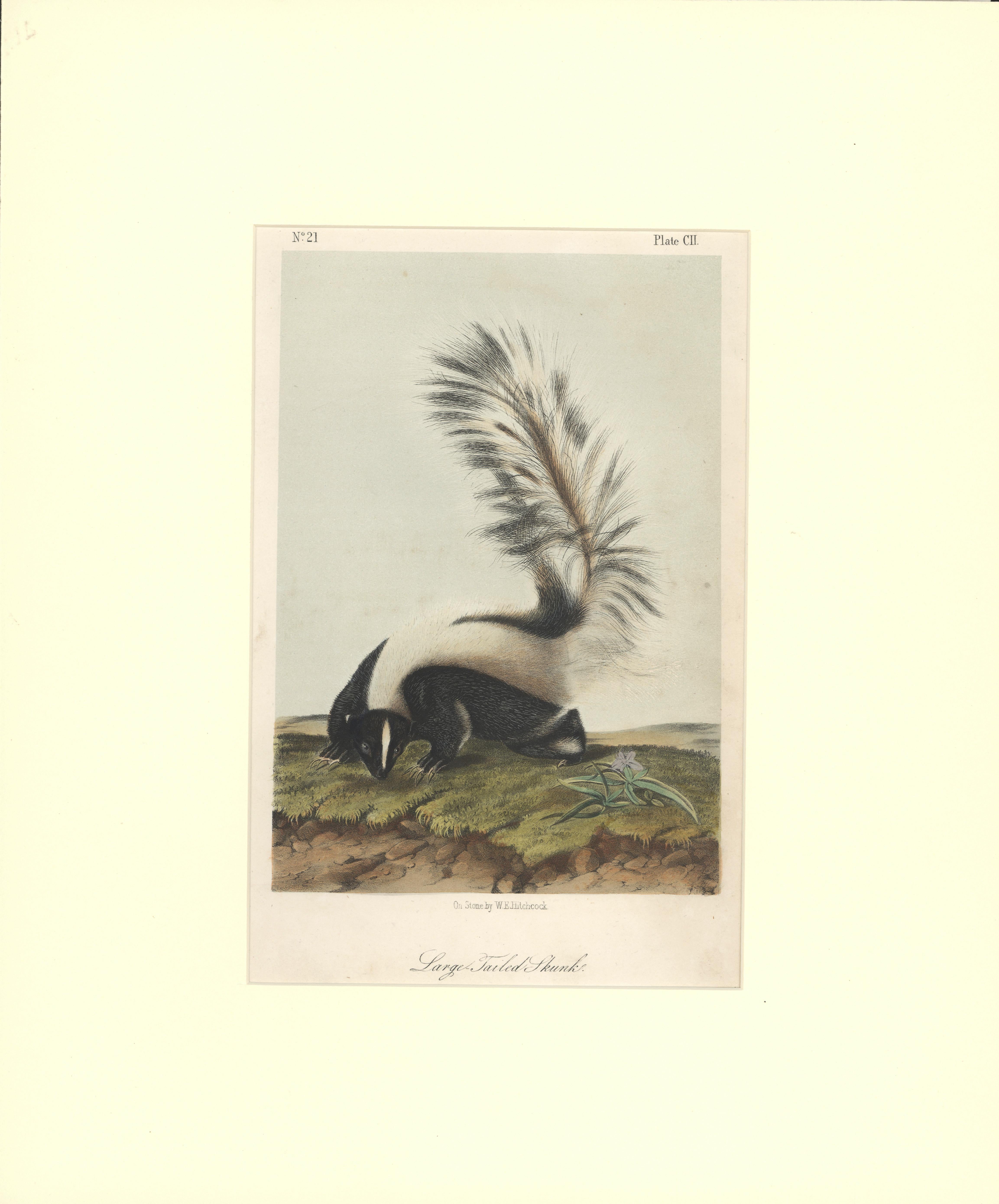 John Woodhouse Audubon Animal Print - Large Tailed Skunk by Audubon 