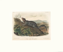 Large Tailed Spermophile by Audubon
