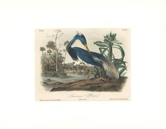 Louisiana Heron by Audubon