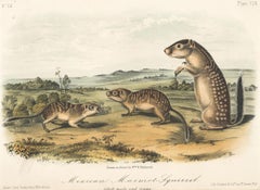 Mexican Marmot Squirrel by Audubon