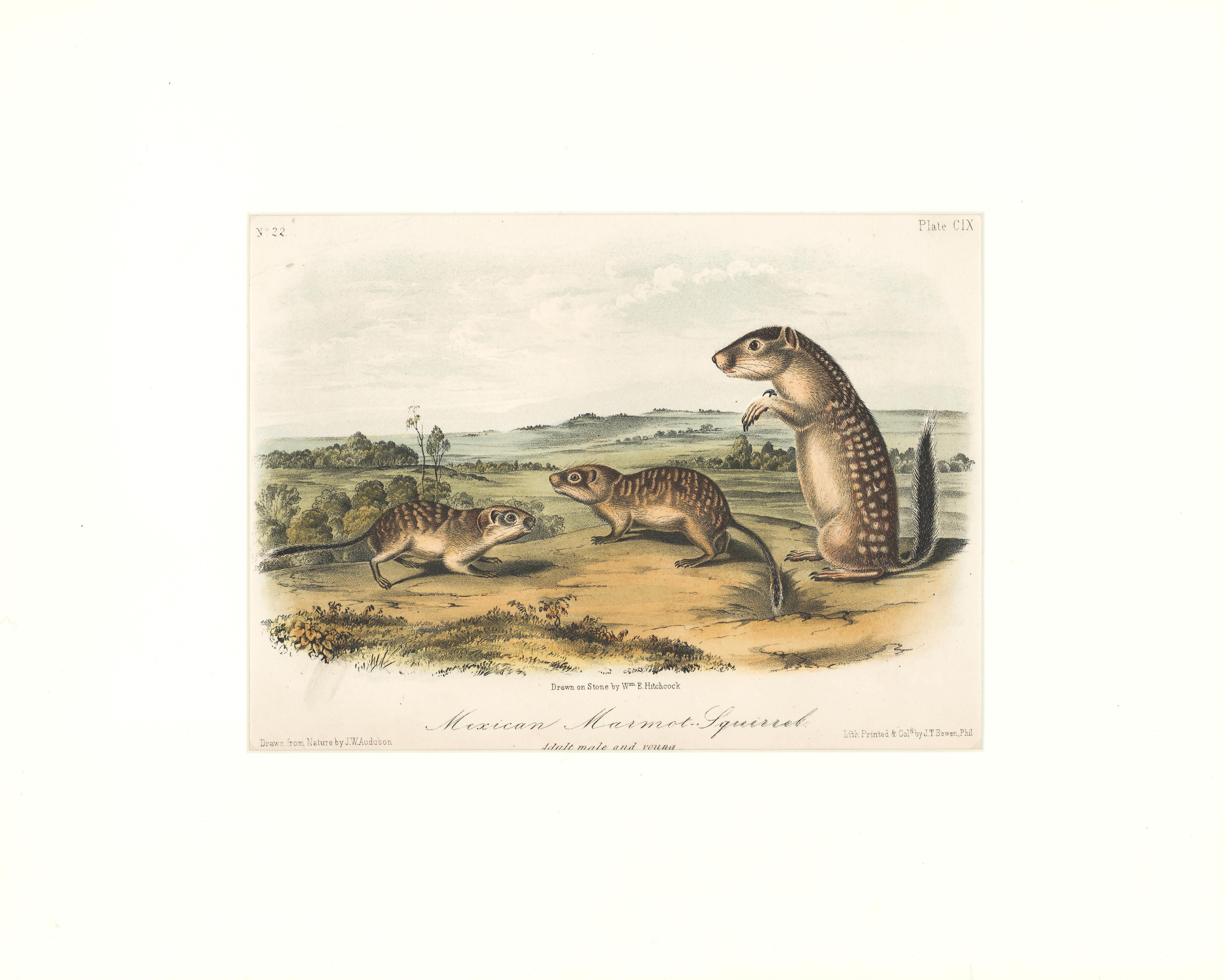John Woodhouse Audubon Animal Print - Mexican Marmot Squirrel by Audubon
